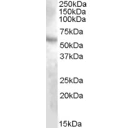 Western Blot - Anti-DMP1 Antibody (A82865) - Antibodies.com