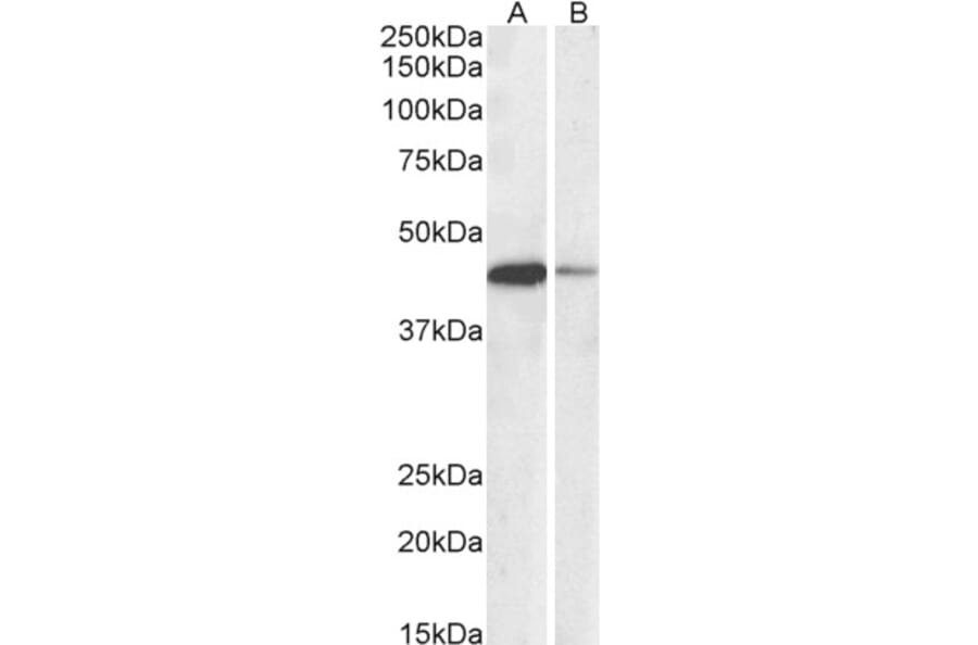 Western Blot - Anti-CREB Antibody (A82866) - Antibodies.com