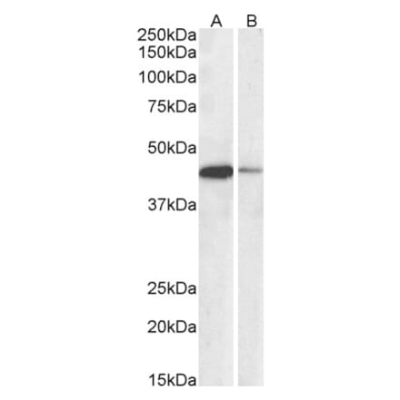 Western Blot - Anti-CREB Antibody (A82866) - Antibodies.com