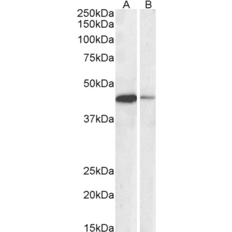 Western Blot - Anti-CREB Antibody (A82866) - Antibodies.com