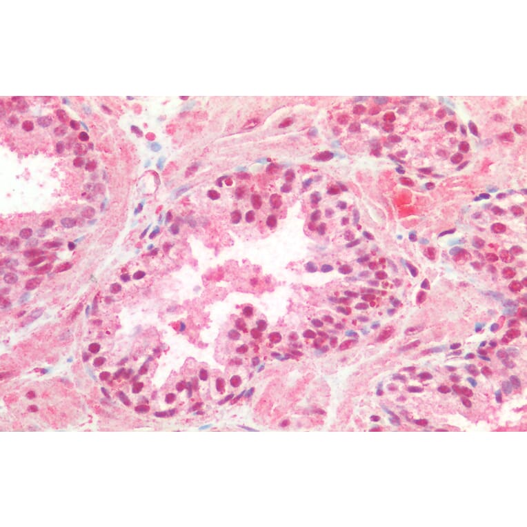 Immunohistochemistry - Anti-CREB Antibody (A82866) - Antibodies.com