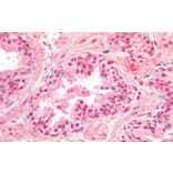 Immunohistochemistry - Anti-CREB Antibody (A82866) - Antibodies.com