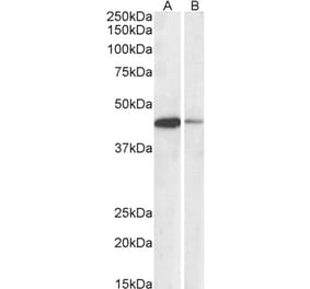 Western Blot - Anti-CREB1 Antibody (A82866) - Antibodies.com