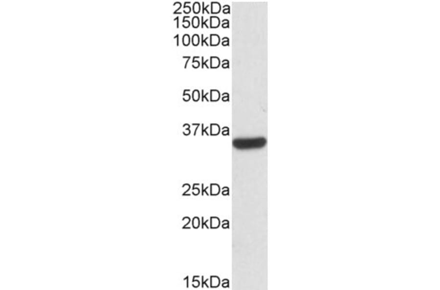 Western Blot - Anti-Calponin 2 Antibody (A82867) - Antibodies.com