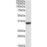 Western Blot - Anti-Calponin 2 Antibody (A82867) - Antibodies.com