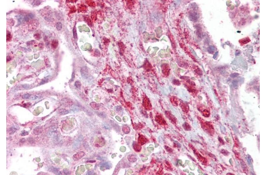 Immunohistochemistry - Anti-Calponin 2 Antibody (A82867) - Antibodies.com