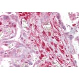 Immunohistochemistry - Anti-Calponin 2 Antibody (A82867) - Antibodies.com