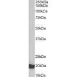 Western Blot - Anti-AIMP3/p18 Antibody (A82868) - Antibodies.com