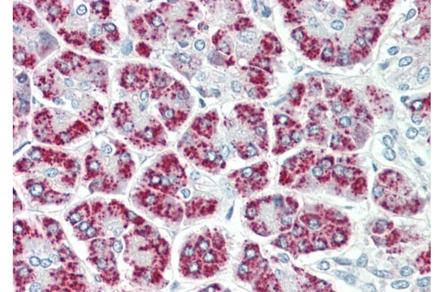 Immunohistochemistry - Anti-AIMP3/p18 Antibody (A82868) - Antibodies.com
