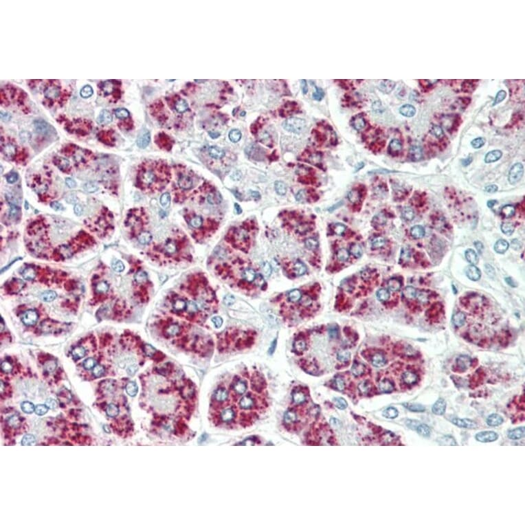Immunohistochemistry - Anti-AIMP3/p18 Antibody (A82868) - Antibodies.com