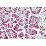 Immunohistochemistry - Anti-AIMP3/p18 Antibody (A82868) - Antibodies.com
