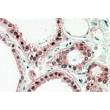 Immunohistochemistry - Anti-UXT Antibody (A82869) - Antibodies.com
