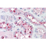 Immunohistochemistry - Anti-IDH3G Antibody (A82872) - Antibodies.com