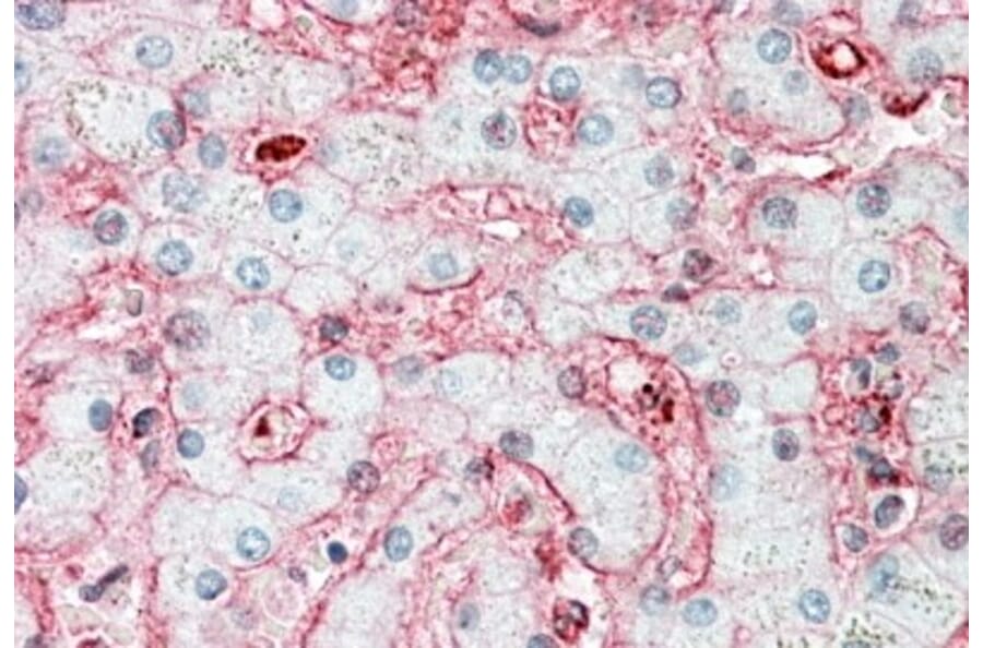 Immunohistochemistry - Anti-Stomatin Antibody (A82873) - Antibodies.com