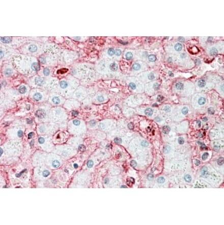 Immunohistochemistry - Anti-Stomatin Antibody (A82873) - Antibodies.com