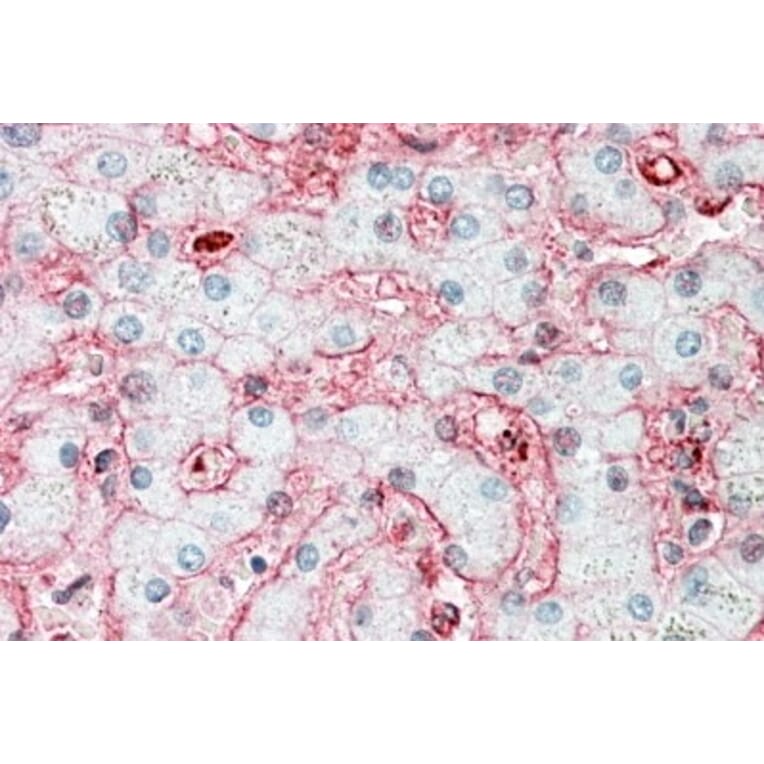 Immunohistochemistry - Anti-Stomatin Antibody (A82873) - Antibodies.com