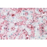 Immunohistochemistry - Anti-Stomatin Antibody (A82873) - Antibodies.com