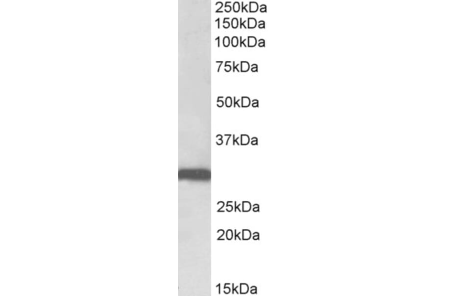 Western Blot - Anti-Stomatin Antibody (A82873) - Antibodies.com