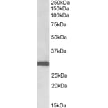 Western Blot - Anti-Stomatin Antibody (A82873) - Antibodies.com