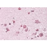 Immunohistochemistry - Anti-CHN2 Antibody (A82874) - Antibodies.com