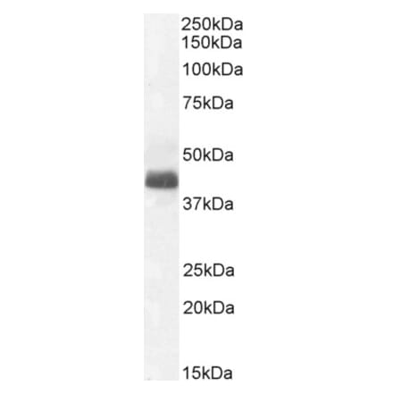 Western Blot - Anti-WISP1 Antibody (A82877) - Antibodies.com