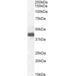 Western Blot - Anti-WISP1 Antibody (A82877) - Antibodies.com