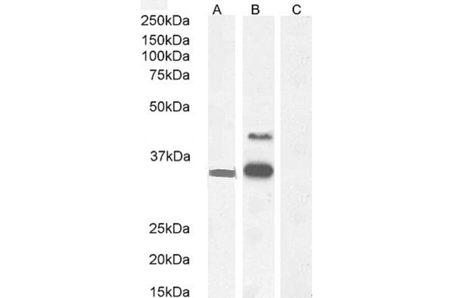 Western Blot - Anti-WISP1 Antibody (A82877) - Antibodies.com
