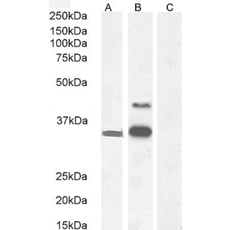 Western Blot - Anti-WISP1 Antibody (A82877) - Antibodies.com