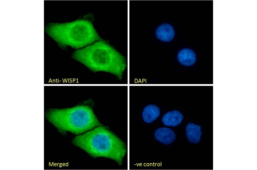 Immunofluorescence - Anti-WISP1 Antibody (A82877) - Antibodies.com