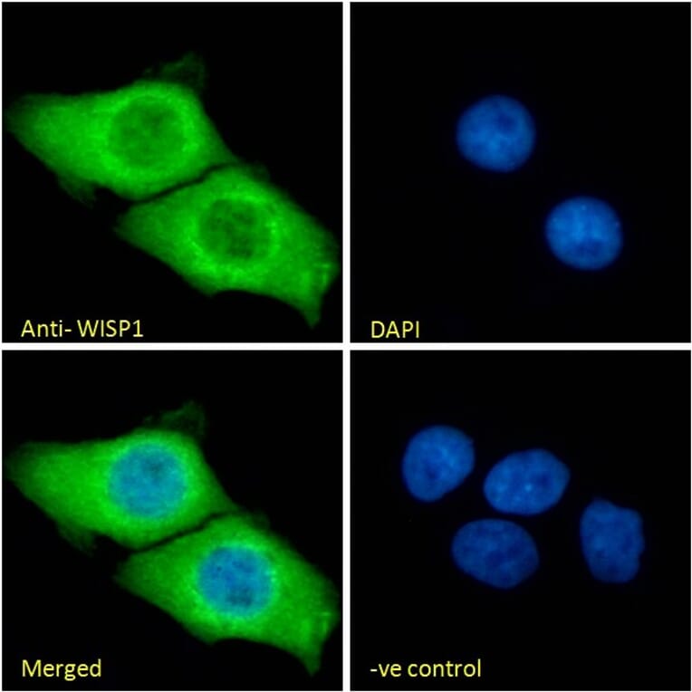Immunofluorescence - Anti-WISP1 Antibody (A82877) - Antibodies.com