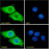 Immunofluorescence - Anti-WISP1 Antibody (A82877) - Antibodies.com