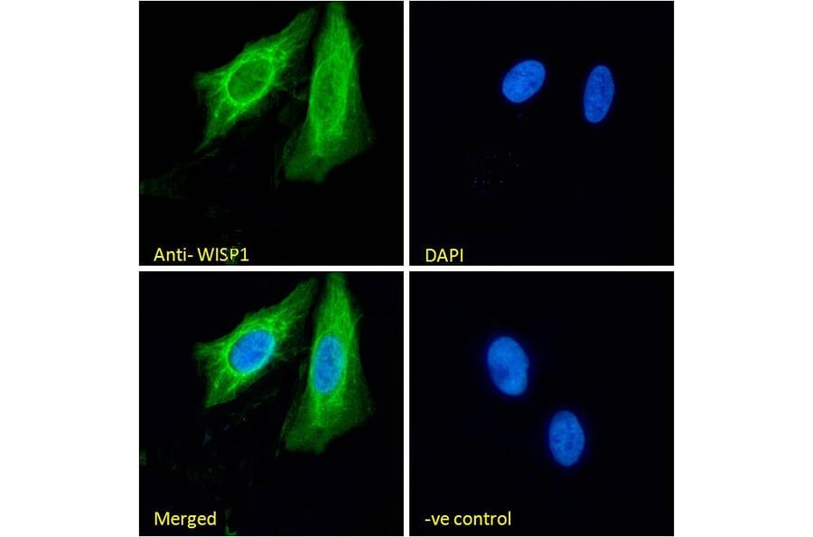 Immunofluorescence - Anti-WISP1 Antibody (A82877) - Antibodies.com
