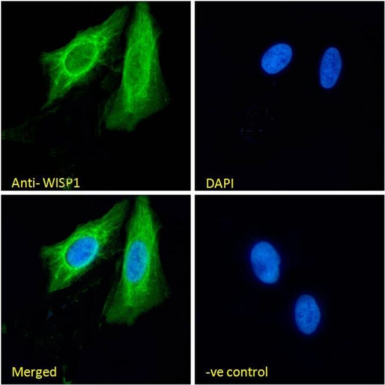 Immunofluorescence - Anti-WISP1 Antibody (A82877) - Antibodies.com
