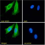 Immunofluorescence - Anti-WISP1 Antibody (A82877) - Antibodies.com