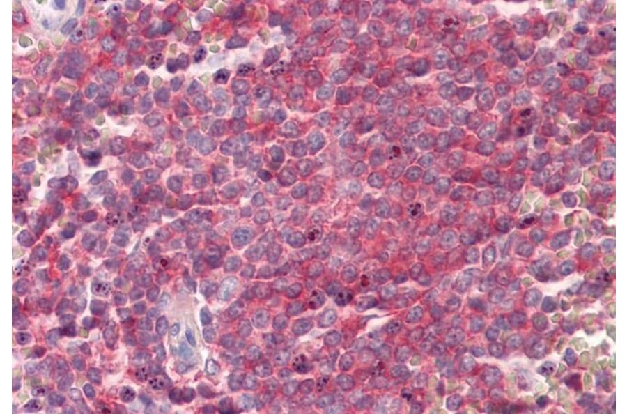 Immunohistochemistry - Anti-SNAP23 Antibody (A82878) - Antibodies.com