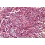 Immunohistochemistry - Anti-SNAP23 Antibody (A82878) - Antibodies.com