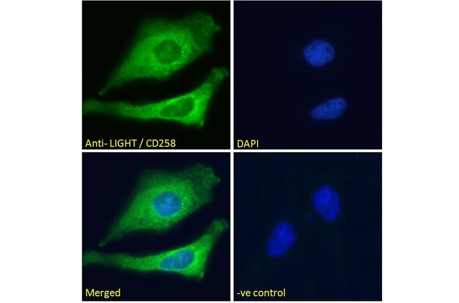 Immunofluorescence - Anti-LIGHT/TNFSF14 Antibody (A82879) - Antibodies.com