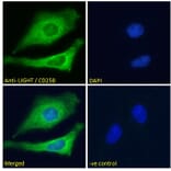 Immunofluorescence - Anti-LIGHT/TNFSF14 Antibody (A82879) - Antibodies.com