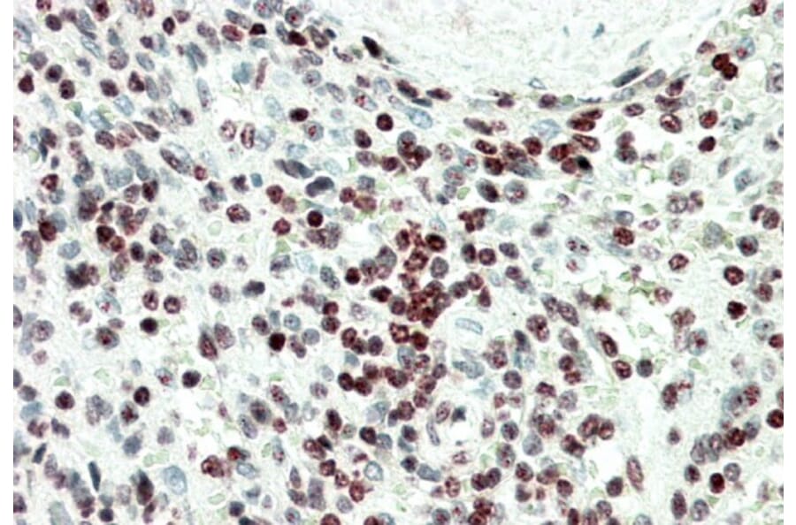 Immunohistochemistry - Anti-EDF1 Antibody (A82880) - Antibodies.com