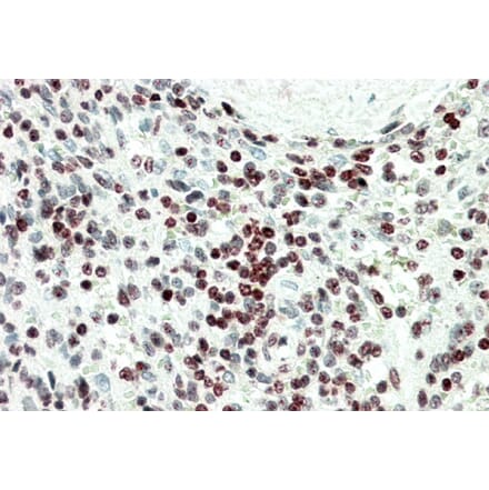 Immunohistochemistry - Anti-EDF1 Antibody (A82880) - Antibodies.com