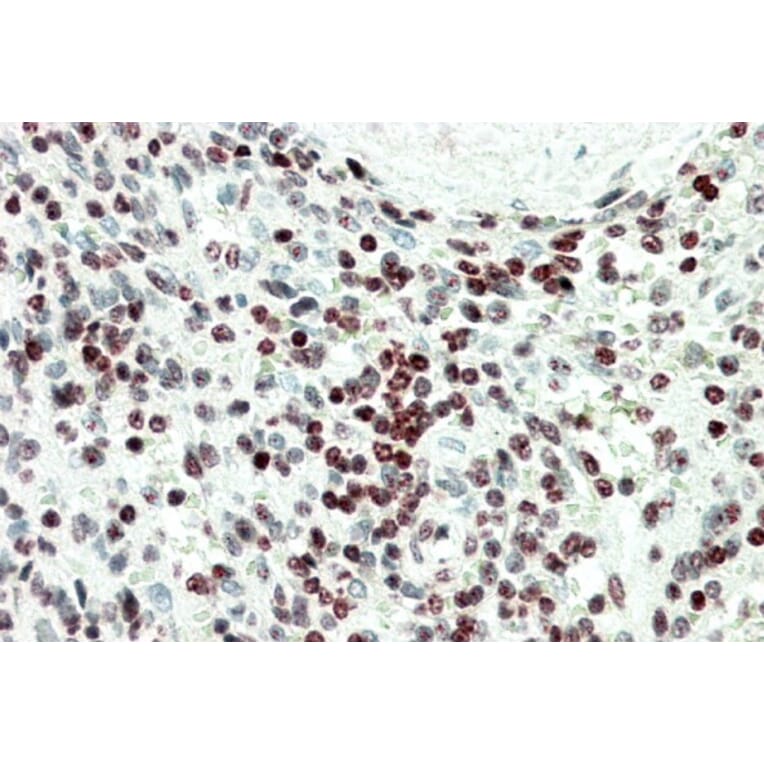 Immunohistochemistry - Anti-EDF1 Antibody (A82880) - Antibodies.com