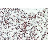 Immunohistochemistry - Anti-EDF1 Antibody (A82880) - Antibodies.com