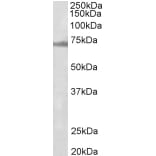 Western Blot - Anti-ENC1 Antibody (A82882) - Antibodies.com