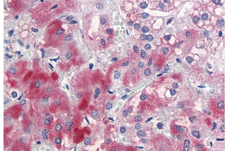 Immunohistochemistry - Anti-ENC1 Antibody (A82882) - Antibodies.com