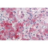 Immunohistochemistry - Anti-ENC1 Antibody (A82882) - Antibodies.com