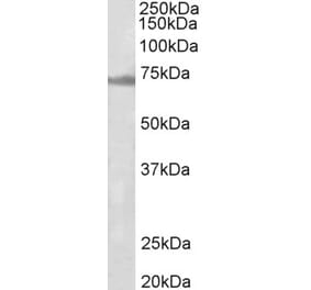 Western Blot - Anti-ENC1 Antibody (A82882) - Antibodies.com