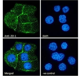 Immunofluorescence - Anti-ZO1 Tight Junction Protein Antibody (A82887) - Antibodies.com