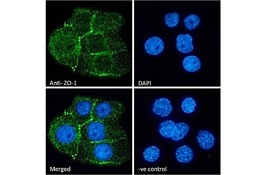 Immunofluorescence - Anti-ZO1 Tight Junction Protein Antibody (A82887) - Antibodies.com