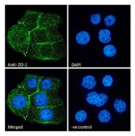 Immunofluorescence - Anti-ZO1 Tight Junction Protein Antibody (A82887) - Antibodies.com