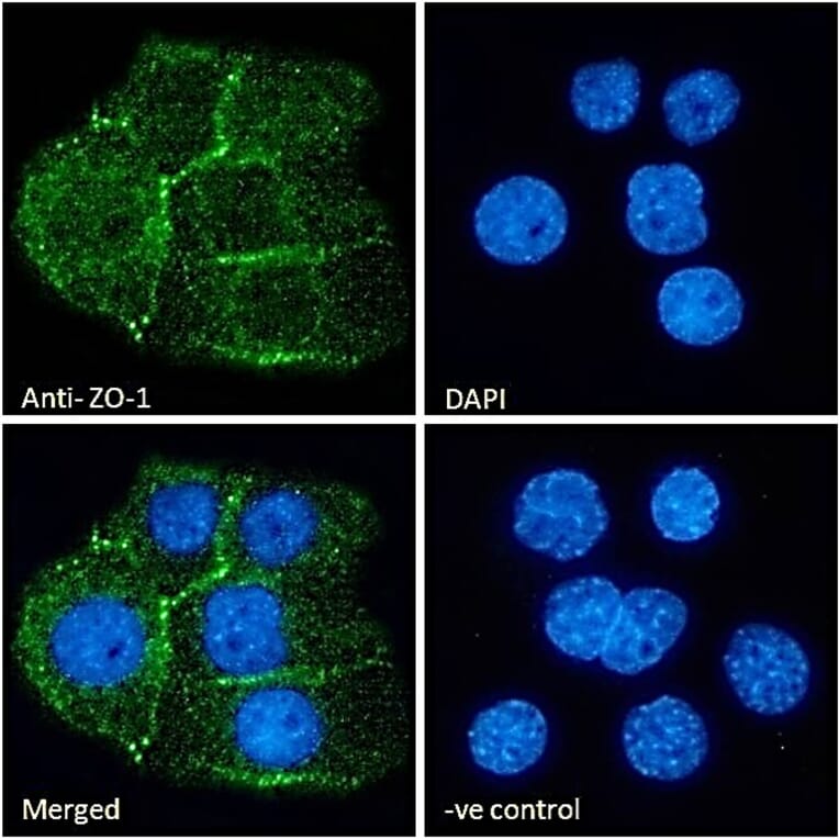 Immunofluorescence - Anti-ZO1 Tight Junction Protein Antibody (A82887) - Antibodies.com